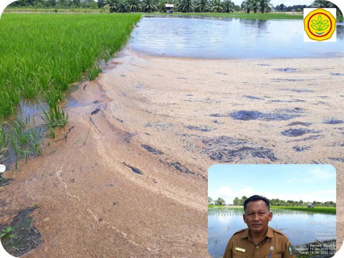 PASANG KELING MELANDA PERSAWAHAN BANDAR LAKSAMANA - BENGKALIS