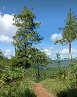 MANFAAT HUTAN DALAM MENINGKATKAN KUALITAS LINGKUNGAN DAN  PRODUK PERTANIAN