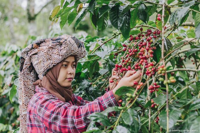 PANEN KOPI TEPAT WAKTU