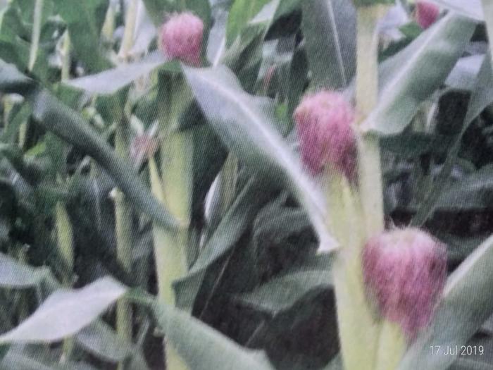 Cara Menanam Jagung Dengan Metode Tanpa Olah Tanah