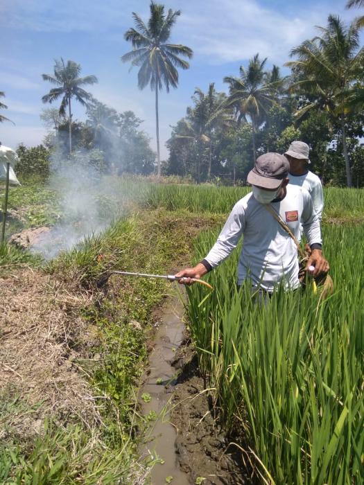 Gropyokan Salah Satu Teknik Pengendalian Hama Tikus
