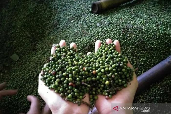 DIVERSIFIKASI OLAHAN LADA