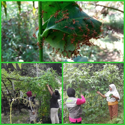 Manfaat Semut Rangrang Bagi Tanaman Sayur dan Buah diPekarangan.