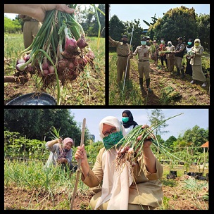 DEMPLOT BAWANG MERAH PENYULUH PERTANIAN  DI BPP KEMBANGAN, JAKARTA BARAT BERHASIL