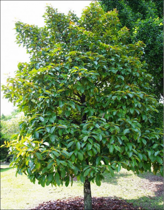 CARA MENANAM MANGGIS ( Garcinia Mangostana L.)