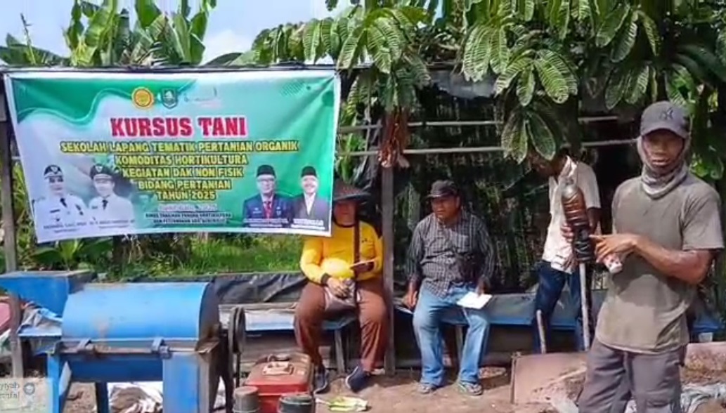 Menyala Panen Cabai Merah Suryanto