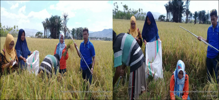 PENGAMBILAN UBINAN TANAMAN PADI