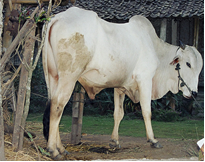 Study Banding Hari Ketida Penyuluh dan Petani di India