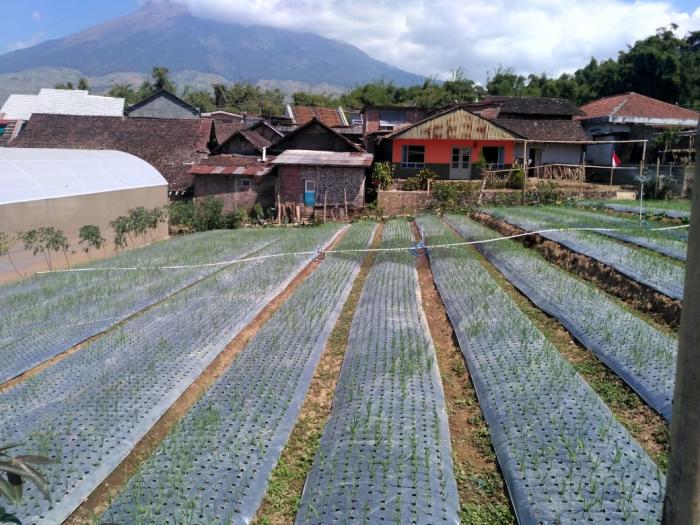 Demplot Diluar Musim Upaya Penyangga Swasembada Bawang Putih 2021