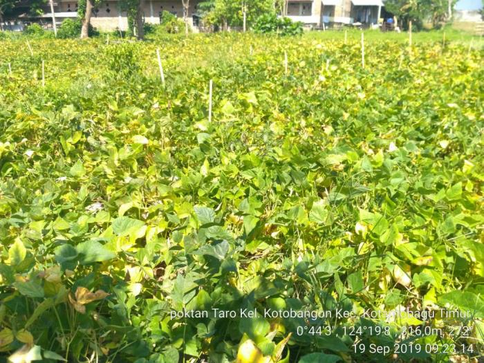 Menanam Kacang Merah Dan Perawatannya