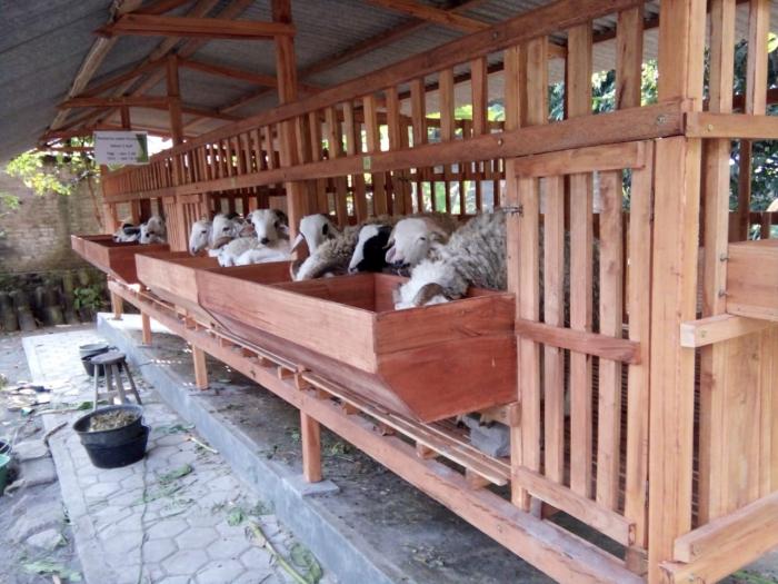 Agar Penggemukan Kambing Berhasil Perhatikan 6 Kondisi