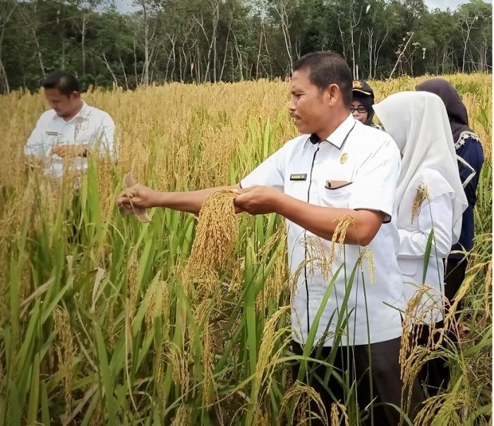 Teknik Tepat Budi Daya Padi Gogo Atau Padi Ladang