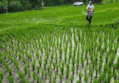 PERAN PENYULUH DALAM PEMBANGUNAN PERKEBUNAN KELAPA SAWIT