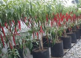 Budidaya Tanaman Cabe Dalam Polibag/pot Dilahan Pekarangan
