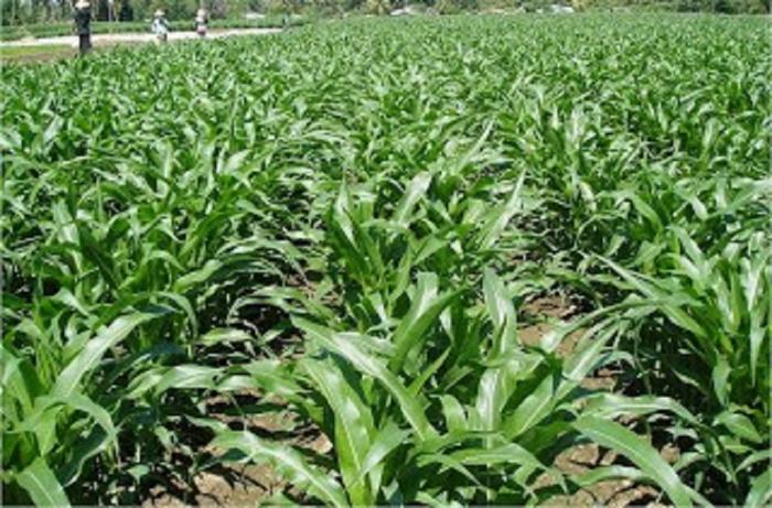 Panen Jagung Organik 