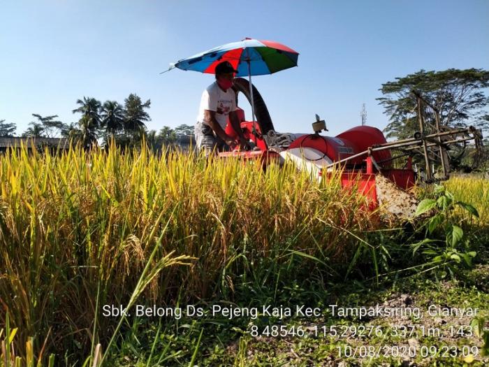 Penggunaan Mini Combine Harvester (mico) Di Subak Belong Desa Pejeng Kaja Kecamatan Tampaksiring Kabupaten Gianyar