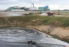 PERANAN LIMBAH PABRIK KELAPA SAWIT 