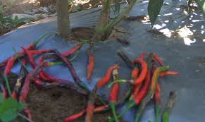 PENGENDALIAN PENYAKIT BUSUK BUAH PADA TANAMAN CABE MERAH