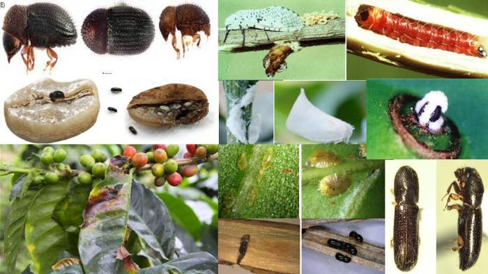 MENGENALI CIRI-CIRI, GEJALA SERANGAN DAN PENGENDALIAN HAMA  TANAMAN KOPI (Coffea sp.)