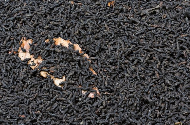 Pemberian Pupuk Guano Meningkatkan Produksi Padi Sawah