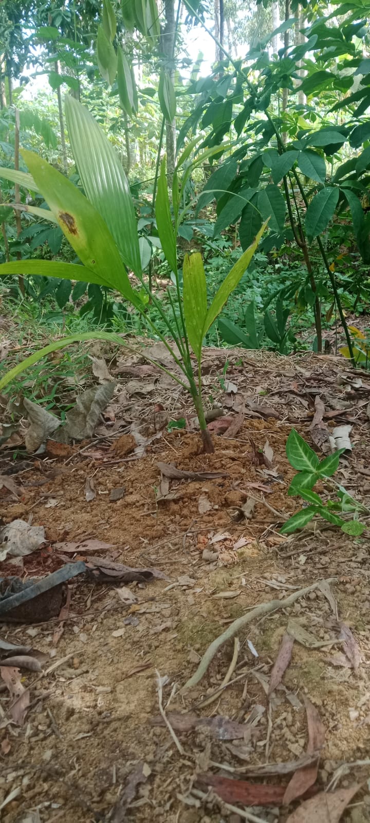 PELUANG PENGEMBANGAN PINANG BETARA Areca catechu L DI PROVINSI LAMPUNG