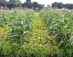 Tumpang Sari Kedelai, Jagung dan Cabai di Lahan Kering
