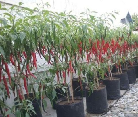 Pemupukan tanaman cabe besar 