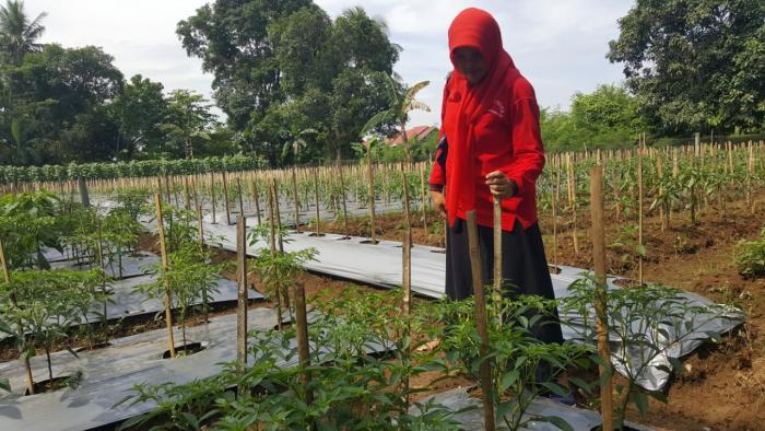 budidaya cabe
