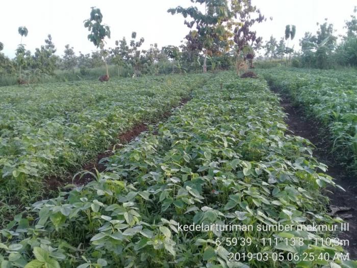 BUDIDAYA KEDELE