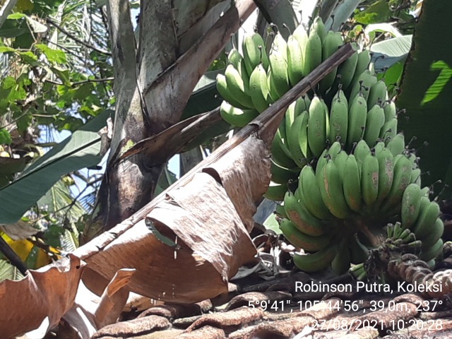 TEKNIK PEMELIHARAAN TANAMAN PISANG (Musa Paradisiaca)