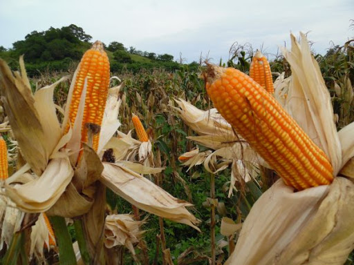 MUTU DAN STANDAR MUTU JAGUNG