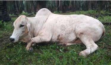 BEF DAN SURRA,  PENYAKIT MENULAR BERBAHAYA PADA TERNAK RUMINANSIA