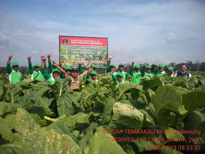 Menambah Minat Budidaya Tembakau Dengan Kegiatan Sl-gap