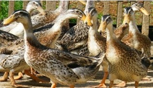 BUDIDAYA ITIK ALABIO DI LAHAN FOOD ESTATE