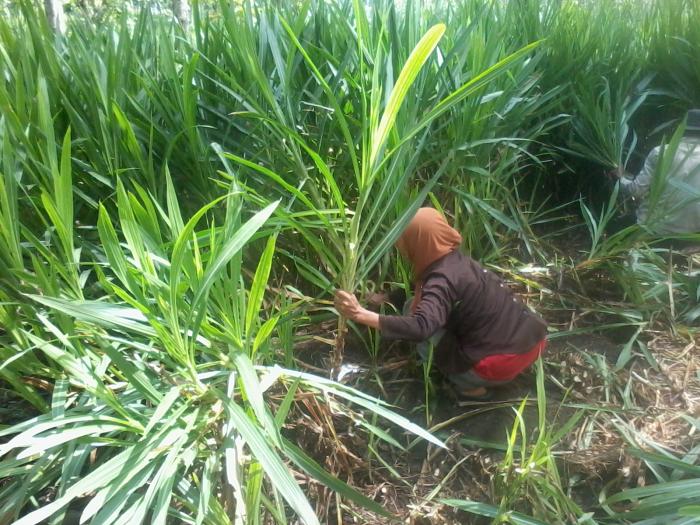 Rumput Gajah Sebagai Sumber Gizi Pakan Ternak