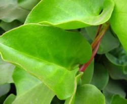 Manfaat Tanaman Binahong Bagi Kesehatan