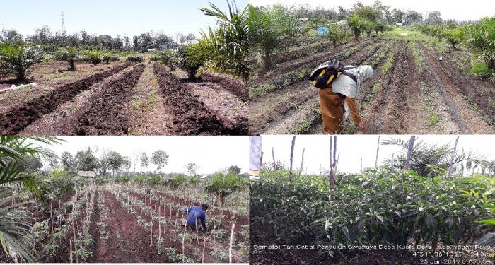 Budidaya Cabai Merah Disela-sela Tanaman Kelapa Sawit