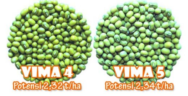 mengenal varietas unggul kacang hijau vima 4 dan vima 5, berumur genjah dan potensi hasil tinggi