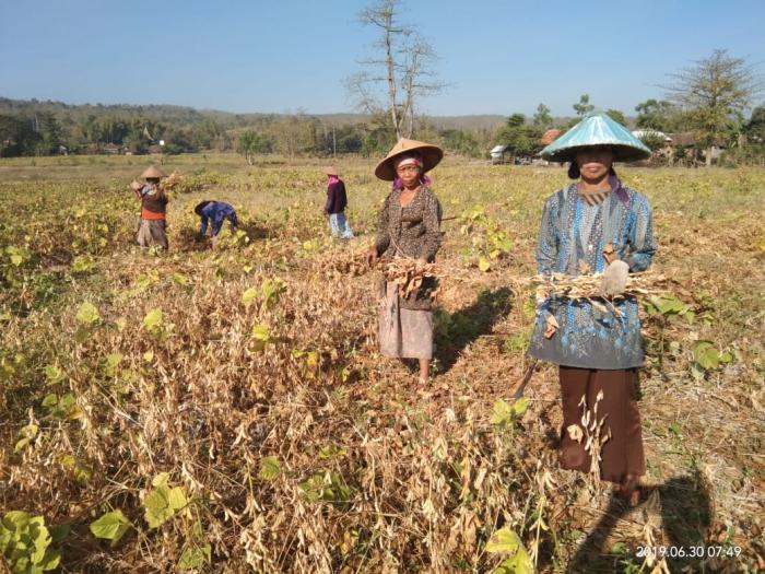 PANEN DAN PASCA PANEN TANAMAN KEDELAI