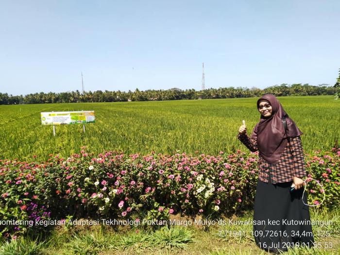 bunga ditepi sawah, cara pengendalian hama murah dan cantik