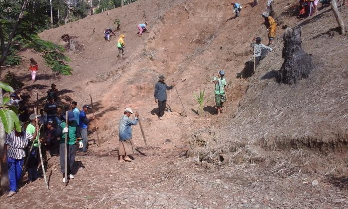 Budidaya Padi Tugal Bukuanin Desa Mawangi Kec.Padang Batung Kab.hss  Kalsel