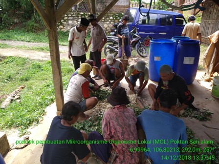 BUAH MAJA MAMPU MENINGKATKAN PRODUKTIVITAS PADI ORGANIK  SAMPAI 9,6 TON/HA