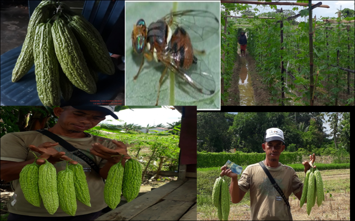 Pengendalian Hama Lalat Buah Oleh BPP Poasia Berhasil,  Panen Petani Paria Sukses!