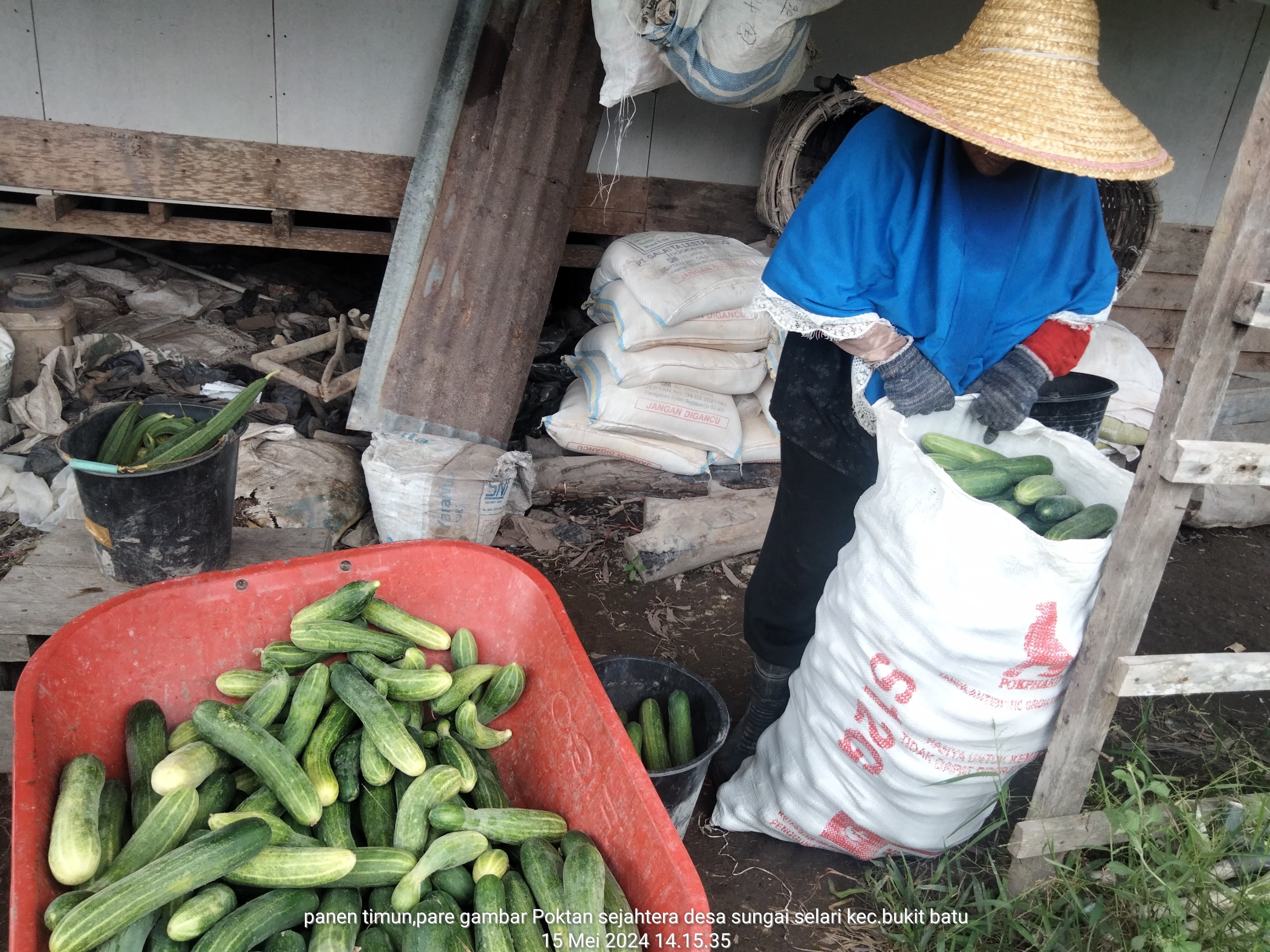 Penyuluh Mendampingi Panen Gambas, Pare dan Mentimun