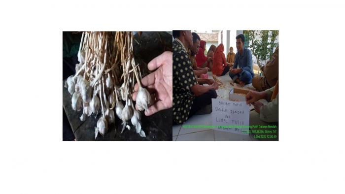 BUDIDAYA BAWANG PUTIH