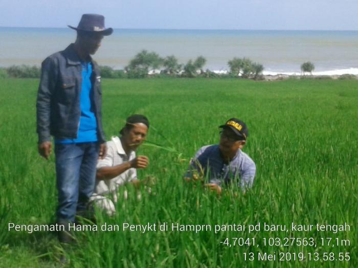 PENGAMATAN HAMA DAN PENYAKIT TANAMAN PADI