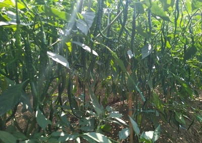 Strategi Penanaman Dan Pemeliharaan Cabe