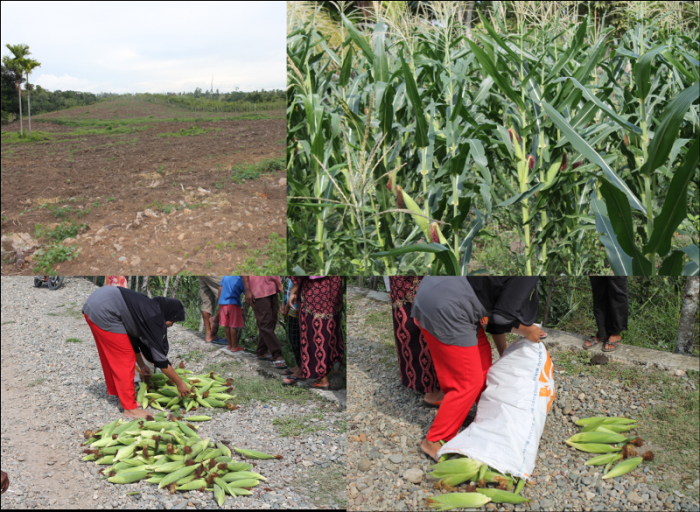 BUDIDAYA TANAMAN JAGUNG