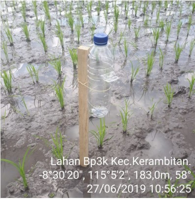 Trik Pencegahan Serangan Hama Penggerak Batang Padi