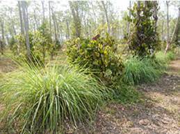 BUDIDAYA TANAMAN SERAI WANGI 